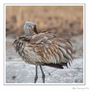 sandhill crane 4 copy.jpg